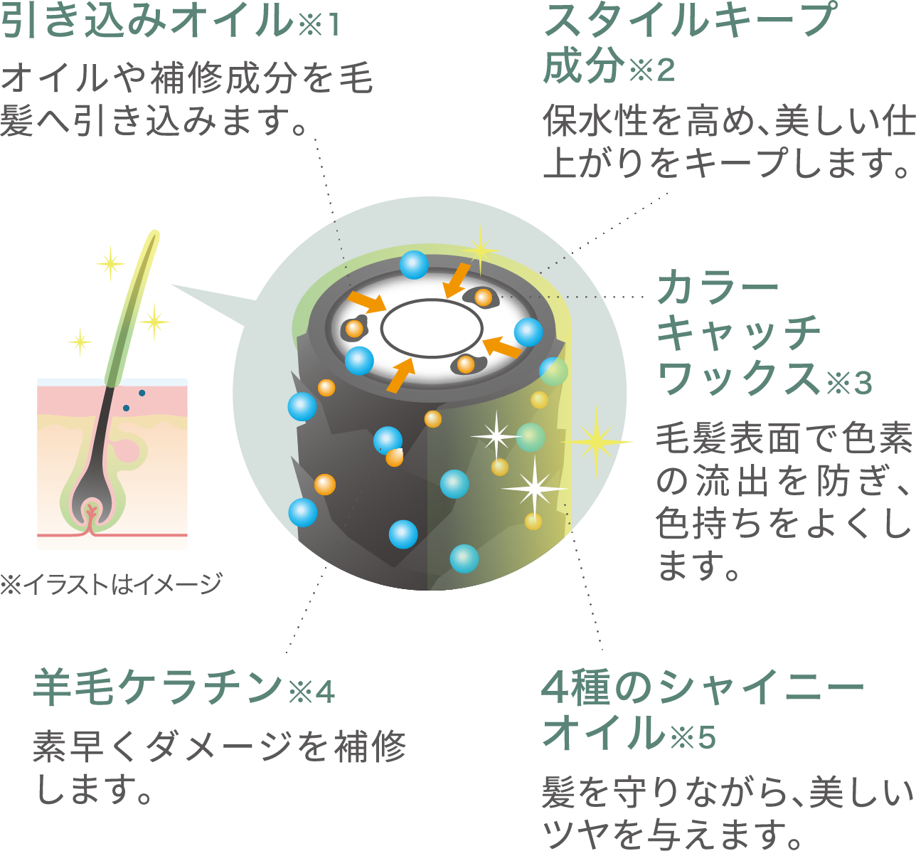 引き込みオイル※1 オイルや補修成分を毛髪へ引き込みます。 スタイルキープ成分※2 保水性を高め、美しい仕上がりをキープします。 カラーキャッチワックス※3 毛髪表面で色素の流出を防ぎ、色持ちをよくします。 羊毛ケラチン※4 素早くダメージを補修します。 4種のシャイニーオイル※54種のシャイニーオイル※5 髪を守りながら、美しいツヤを与えます。 ※イラストはイメージ