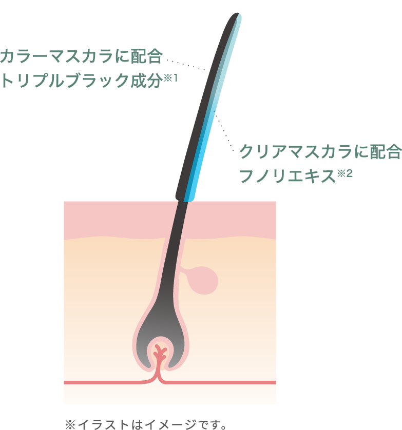 カラーマスカラに配合 トリプルブラック成分 クリアマスカラに配合 フノリエキス
